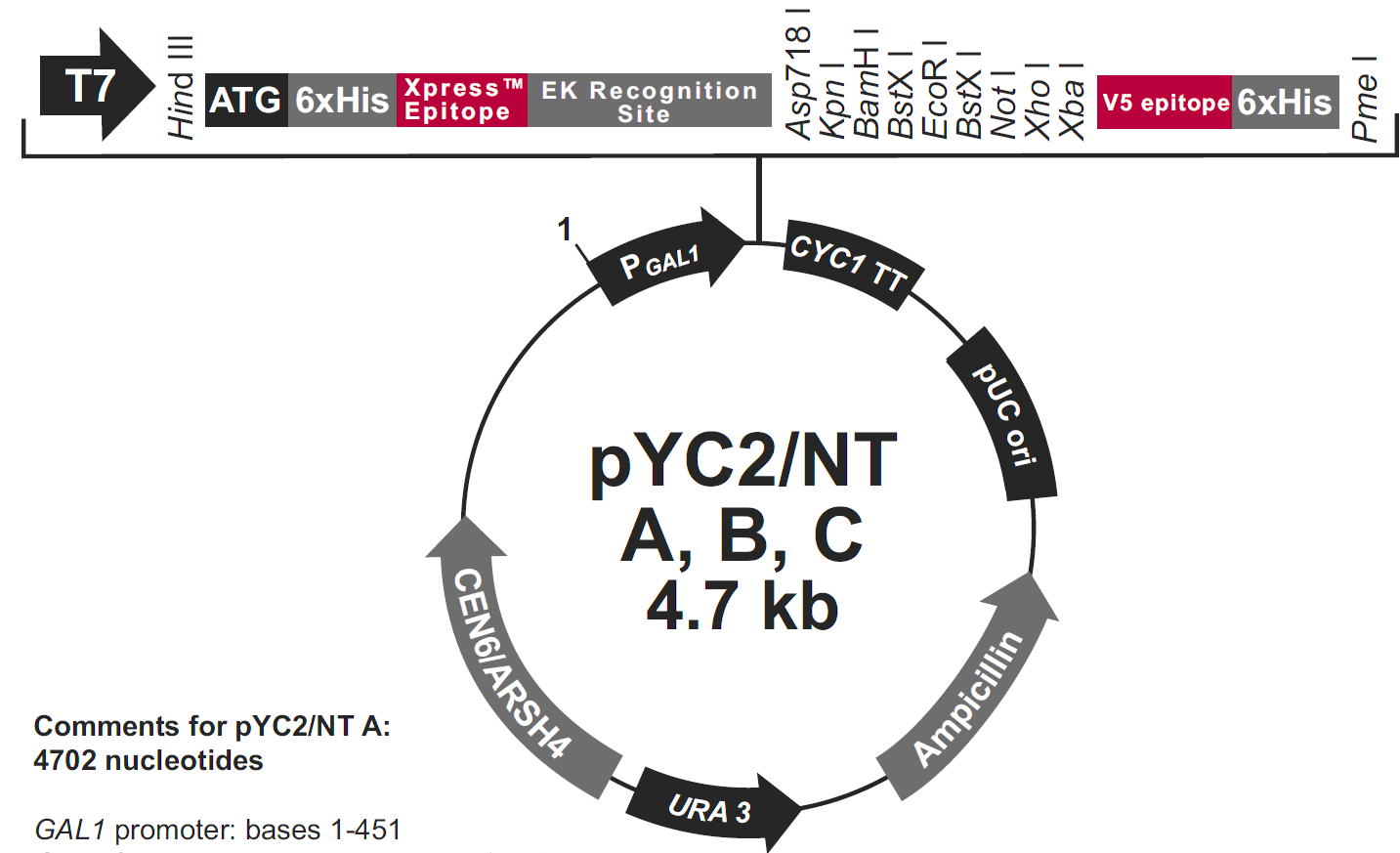 pYC2/NT C载体图谱